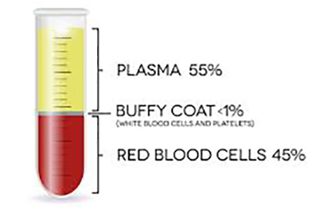 Plasma 55%, Buffy Coat less than 1%, Red Blood Cells 45%